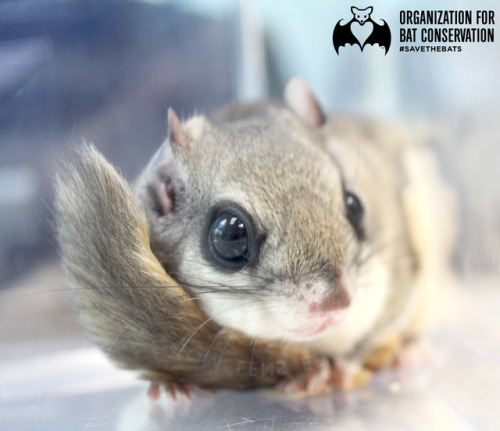 Squirrel Appreciation Day reminds us to enjoy these adorable, scampering animals respectively! Our F