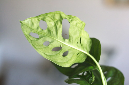 How to care for a Chinese evergreenHow to care for a Monstera adansoniiHow to care for a Peperomia c