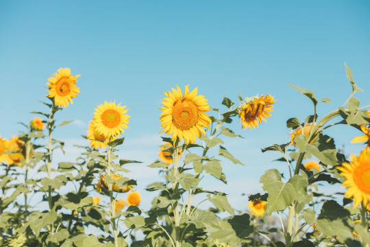 Sunflowers Are The Best Explore Tumblr Posts And Blogs Tumgir