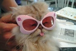 dailyblep:  Sweet shades blep