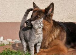 Nonblogsense: Unusuallytypical-Blog:  Friendship Between Grey Kitty And German Shepherd