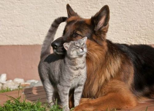 unusuallytypical: Friendship Between Grey Kitty and German Shepherd