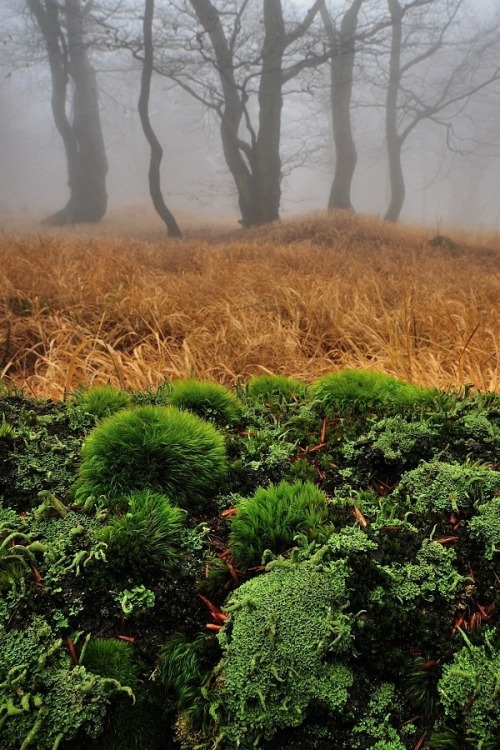 packlight-travelfar:  (via 500px / AUTUMN by Tomáš Morkes) 