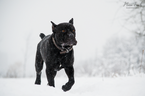 mariaerichphotography:Cane Corso HeraldMoscow, Russia© Maria Erich 2018