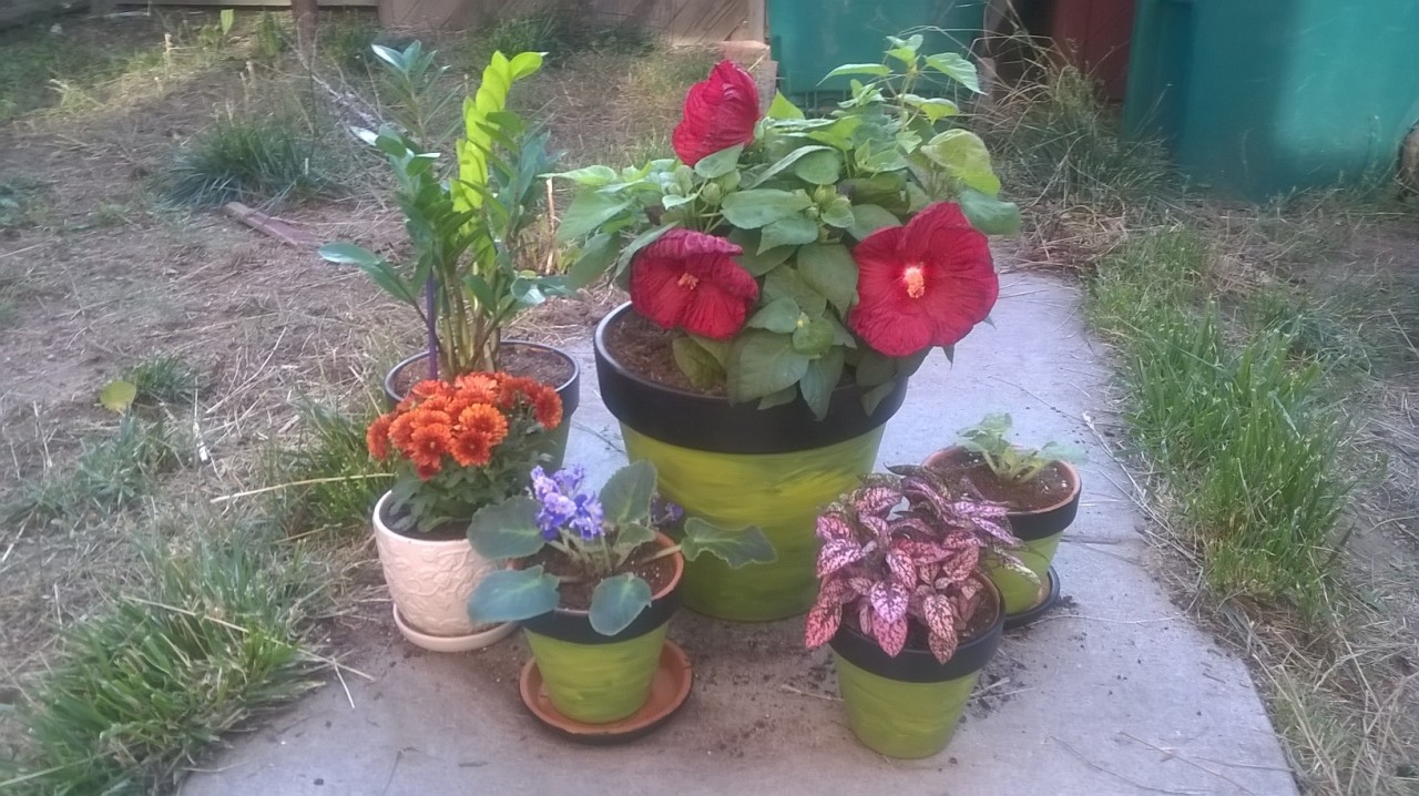 The rest of the flowers/indoor plants I bought for my birthday :) I hand painted