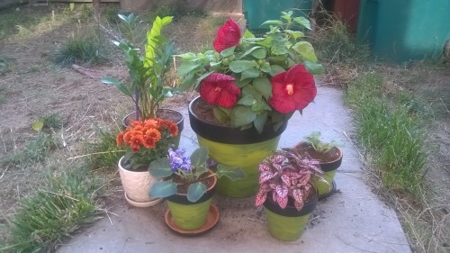 The rest of the flowers/indoor plants I bought for my birthday :) I hand painted the green/yellow pots myself, and the bronze chrysanthemums are perfect in the white pot and ready for fall colors :)Please do not delete caption or change the source (X)