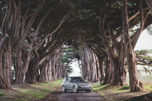 The historic landscape of Marin County stops us in our tracks, as the Cypress trees grant us tunnel 