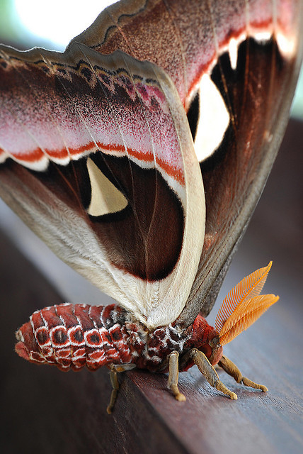 Atlas moth (Attacus atlas)