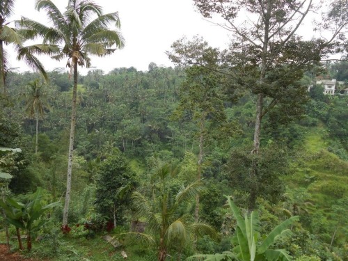 tropical–mist:  jungle-sorbet:  follow adult photos
