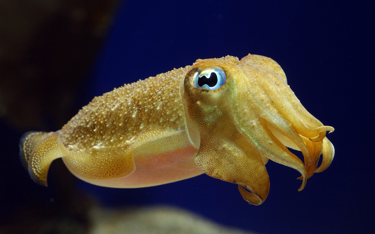 my7un4-c4pt0r:  CUTTLEFISH. THEYRE SO ADORABLE. 