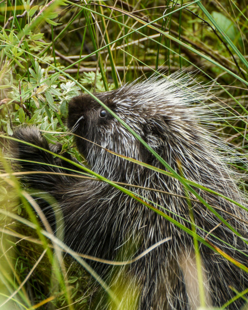 North American PorcupineThe Ridges, WI5 August 2020