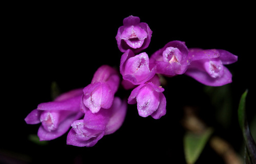 Dendrobium limpidum © Uluwehi Knecht