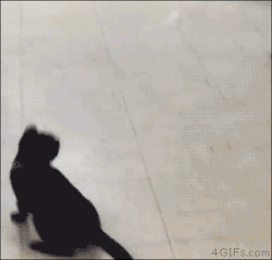 4gifs:  Kitten chasing a ping pong ball. [video]