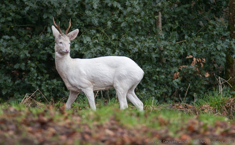 megarah-moon:  “Albino Deer” by Herve Balland 