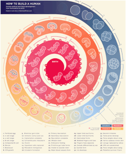 plannedparenthood:science-junkie:Artist: Eleanor LutzWebsite: Tabletop WhaleHow cool is this?! Science FTW.  Learn more about how pregnancy happens and the stages of pregnancy, week by week. 