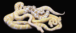 cameoamalthea:  ball python morphs by constrictors unlimitedCUDDLE ROPES WITH PUPPY FACES AND ICE CREAM COLORS 