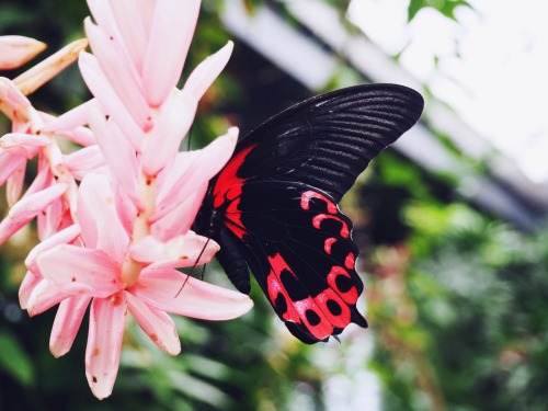 litheriel:  Butterfly Gardens, Victoria ~