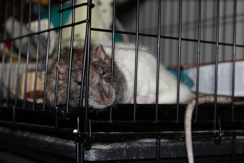 pandandelion:sleepy bean child!Bifur 2.21.2015