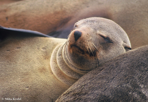 dynamicoceans: Cape fur seal Arctocephalus pusillus resting on the beach in Nam by mk_lynx on F