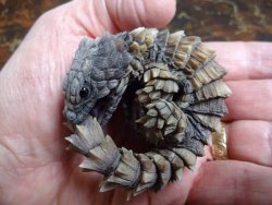 Cute-Pet-Animals-Aww:  This Armadillo Girdled Lizard Biting Its Tail Looks Like A