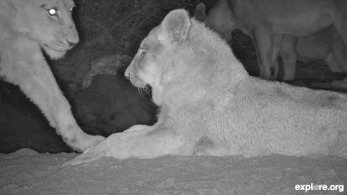 johnnyslittleanimalblog: Africamsvia explore.org