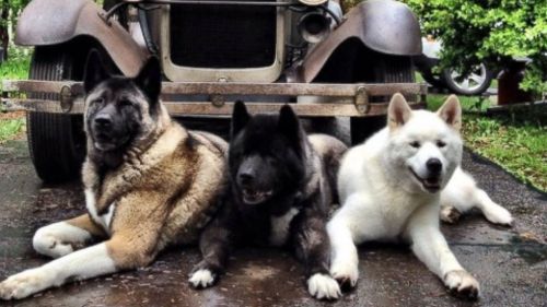 Dog loses eyes to glaucoma, and her &ldquo;siblings&rdquo; take on role of guide dogs: abcn.ws/1FsCZ