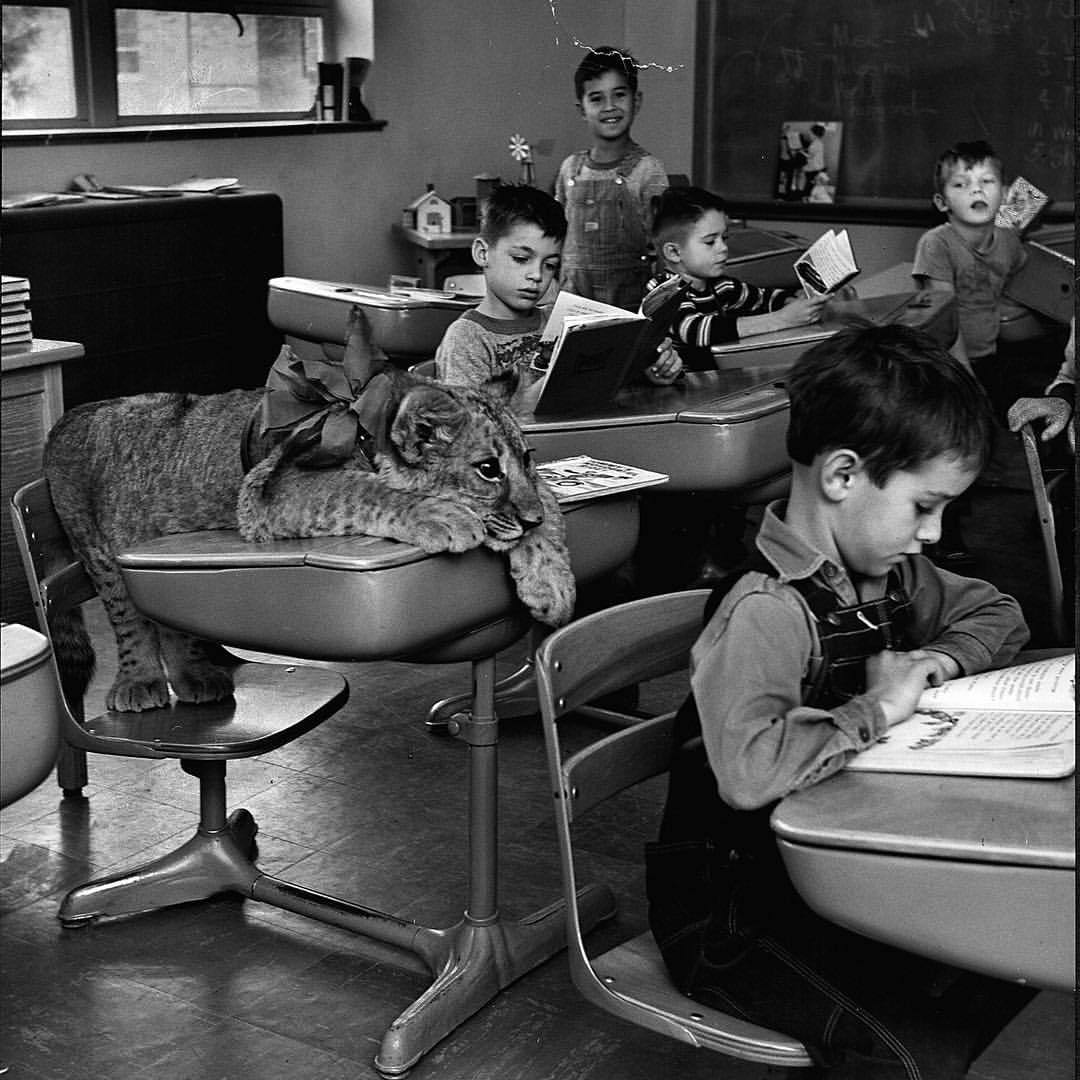 life:  From the Dec. 3, 1951 photo essay —LION IN CLASS: The Owens had a little