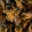 hundreds-of-bees
