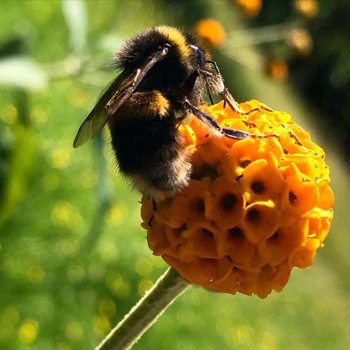 Image of Bumblebee on buddleia flower