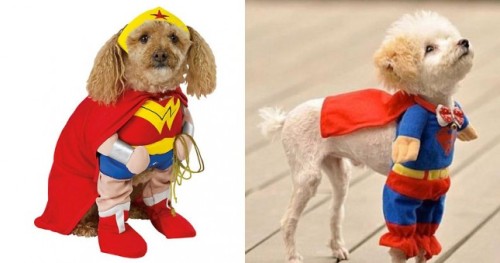 Super dog!