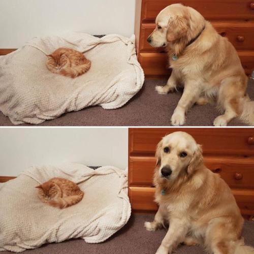 awwww-cute:My cat recently discovered the dog bed (Source: http://ift.tt/2n8Kbby)