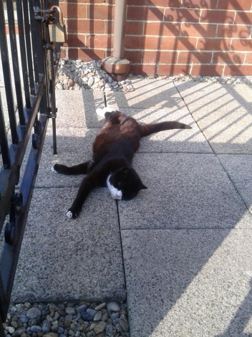 wilfredowen:  this isn’t even our driveway it’s my neighbour’s but this little shit is sunbathing there anyway