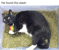 tastefullyoffensive:  Catnip: Not even once. (photo by microbionic) 