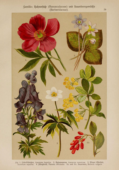 heaveninawildflower:  Botanical illustrations taken from  ‘Hoffmann-Dennert Botanischer Bilderatlas’  by Dr. E. Dennert.Published 1911.https://www.biodiversitylibrary.org/page/1122683Wikimedia.