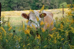 Please-Call-Me-Cordelia:the Golden Cow In The Golden Pasture, By Geno Rugh.