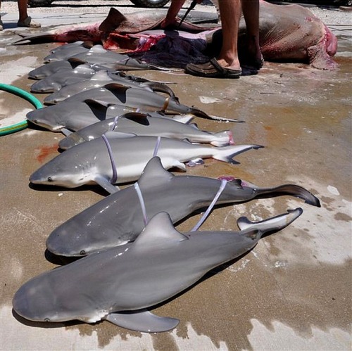 sssn-neptune-vasilias:  trynottodrown:  sharkhugger:  Oh, Floriduh!Apparently it’s the thing now for fishermen in florida to target pregnant bull sharks so that they can catch the biggest ones for weight records in some macabre dick measuring contest.And