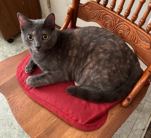 Cleopatra Told Me To Find Another Chair