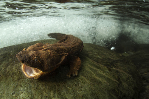 zsl-edge-of-existence:No one is quite sure how the hellbender got its name.  The Missouri Department