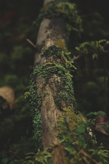 flidais:  Untitled em We Heart It.