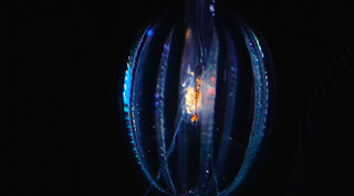 awkwardsituationist:  four examples of deap sea bioluminescence in a sea worm and three comb jellies (ctenophores), known 1-4 as: tomopteris; mnemiopsis leidyi; beroe forskalii; lampocteis cruentiventer. from the IMAX documentary ‘into the deep’ 