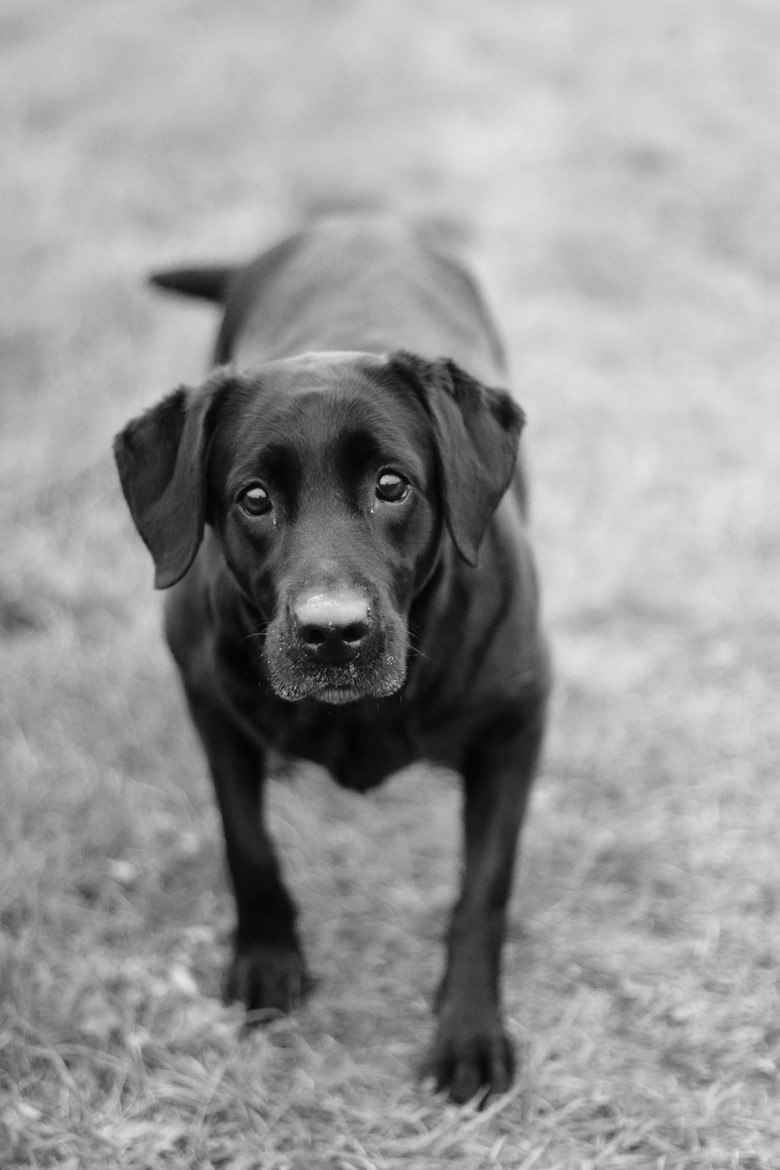 handsomedogs:    Are you serious?? / / Matfromhell   