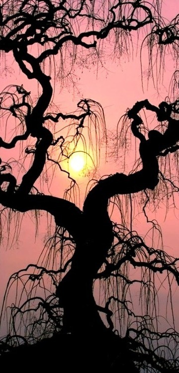 Sunset Tree, Lake Maggiore, Italy