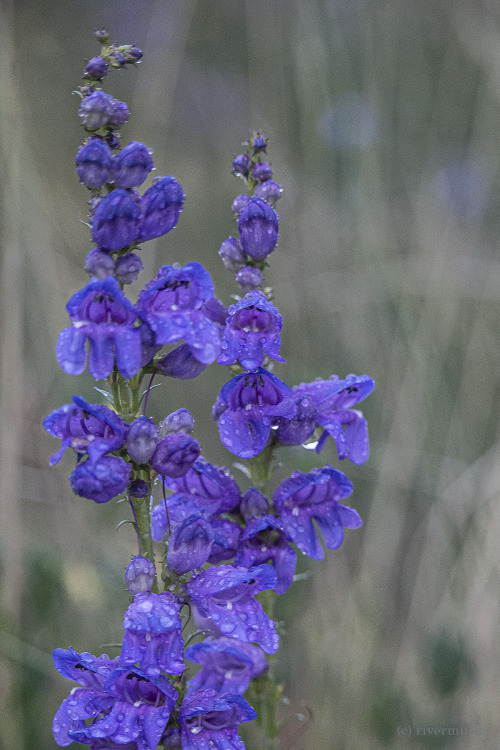 Blue Penstemon (Penstemon cyaneus) stands tall in a soft rain, Shoshone National Forest, Wyoming. &c