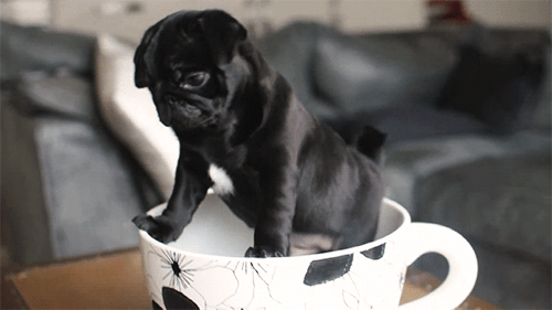 Awww little pug puppies I so want to get another pug so cute even when they are grown