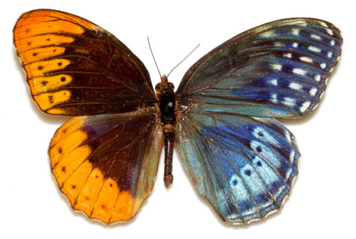 culturenlifestyle: Dazzling Display Of Genetic Phenomenon Of Butterflies With Male And Female Wings