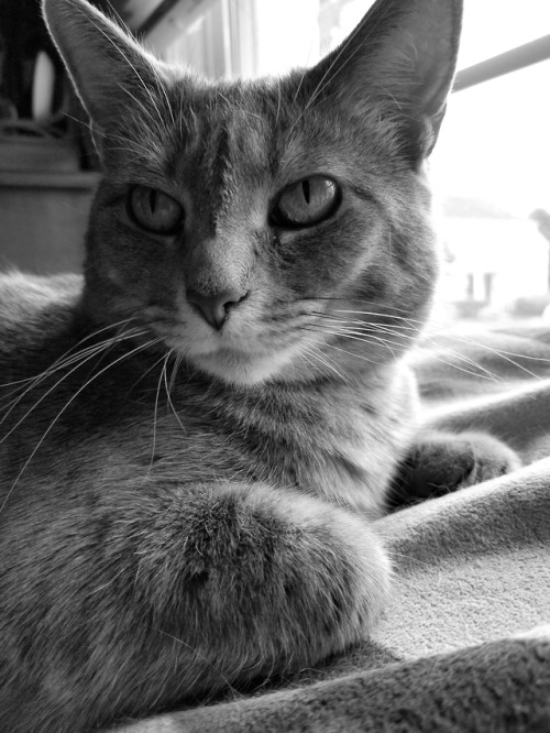 janewilsonrva: Charlotte, in a Stoic Moment Richmond, Virginia (USA) Happy Caturday!