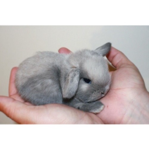 bunniesarethebest:So tiny!-batb