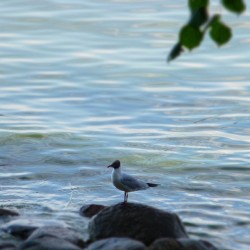 #Peterhof. #Moments &amp; #portraits 36/37  #Seagull &amp; #pearl #water  #leaves #bird #beauty #BeautifulDay #spb #Russia #travel #colors #colours #gull #snone #Gulf of #Finland #shadow #landscape #landscapephotography