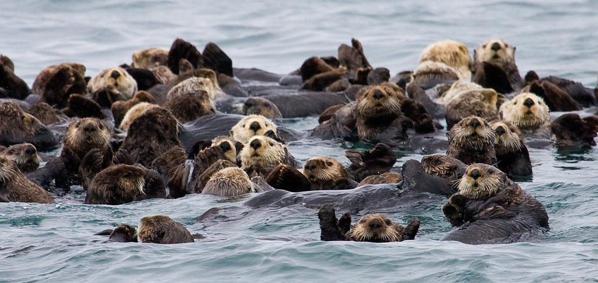 EDGE of Existence — Sea otters spend much of their time alone, but...
