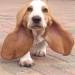 texasred43:nuz1970:Happiness is 💙 Not stepping on your own ears?   🙄 jkThe